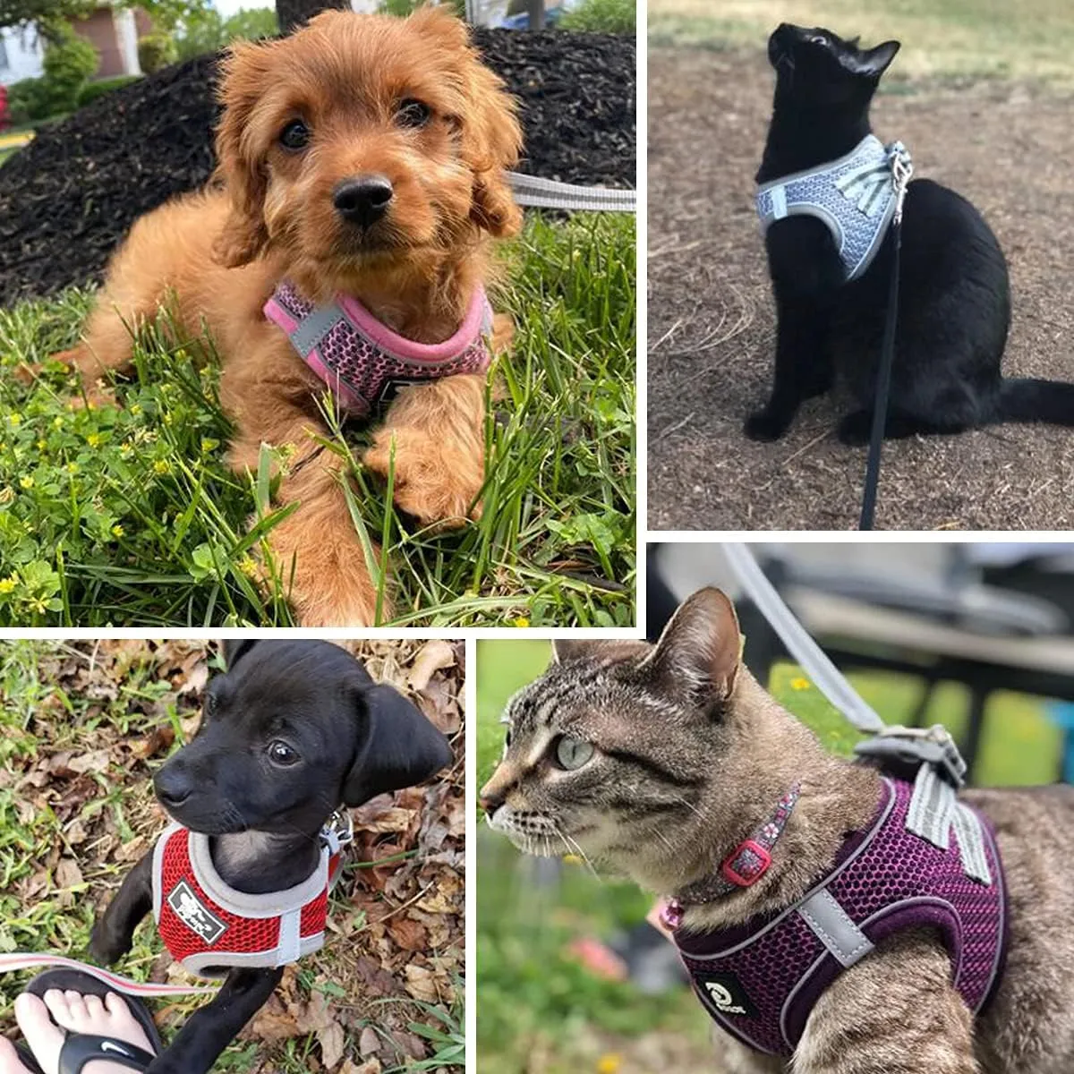 Dog and Cat Universal Harness with Leash - Cat Harness Escape Proof - Adjustable Reflective Step in Dog Harness for Small Dogs Medium Dogs - Soft Mesh Comfort Fit No Pull No Choke (S, Blue)