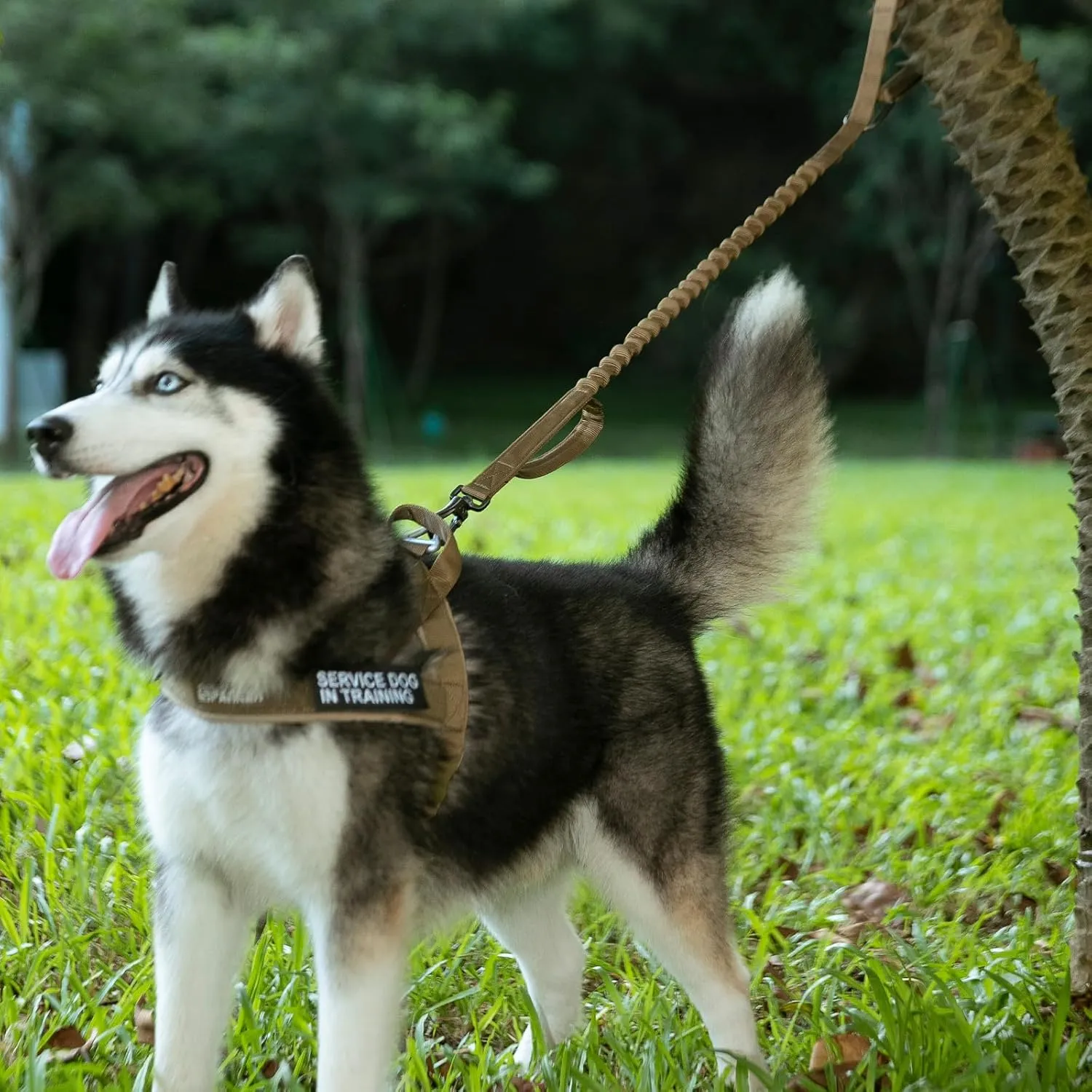 EXCELLENT ELITE SPANKER No Pull Dog Harness Padded Military Patrol K9 Vest Adjustable Nylon Small Service Walking Dog Harness with Handle for Training Running(Grey-S)