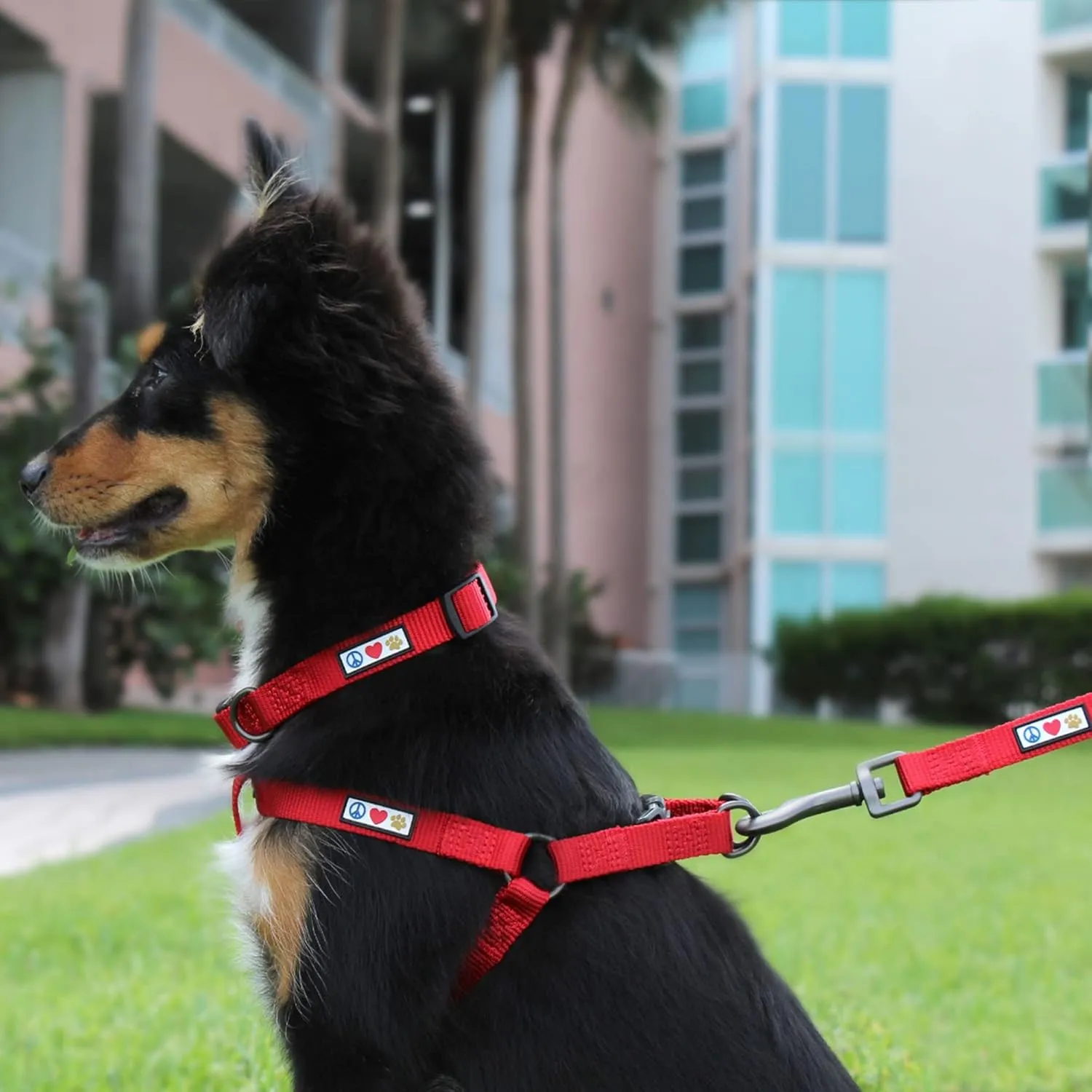 Pawtitas Solid Color Step in Dog Harness or Vest Harness Dog Training Walking of Your Puppy Harness Extra Small Dog Harness Orchid Purple Dog Harness