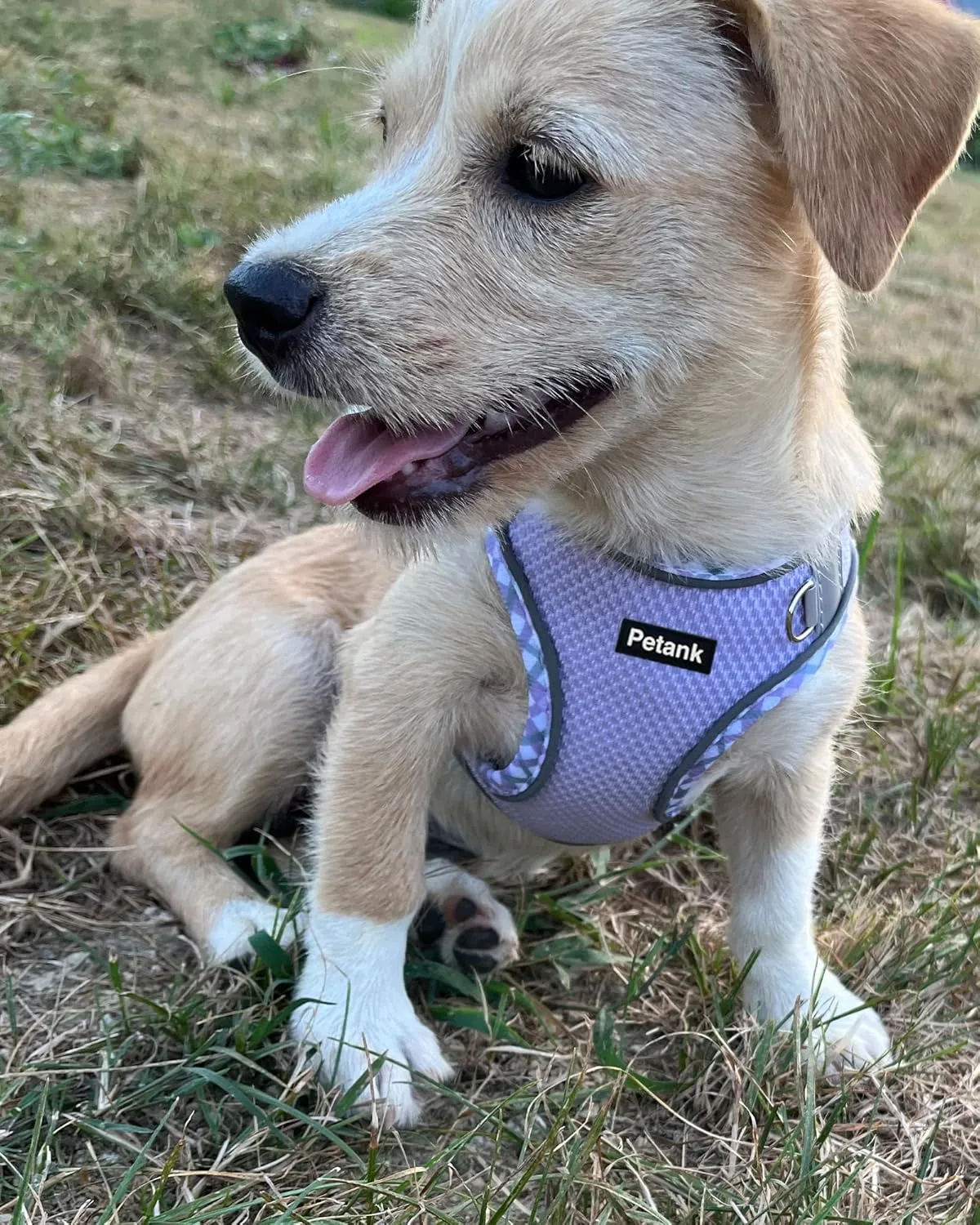 Petank Dog Harness for Small Medium Dogs No Pull, Puppy Harness and Leash Set, Step in Dog Harness for Walking, Running, Training (Purple, L)