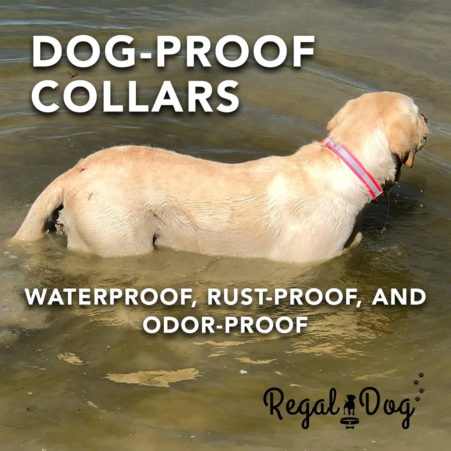 Regal Dog Products Large Orange Reflective Dog Collar with Custom Engraved Name Plate and Heavy Duty Center Ring | Waterproof Biothane Personalized Dog Collars - Other Sizes for Small & Medium Dogs