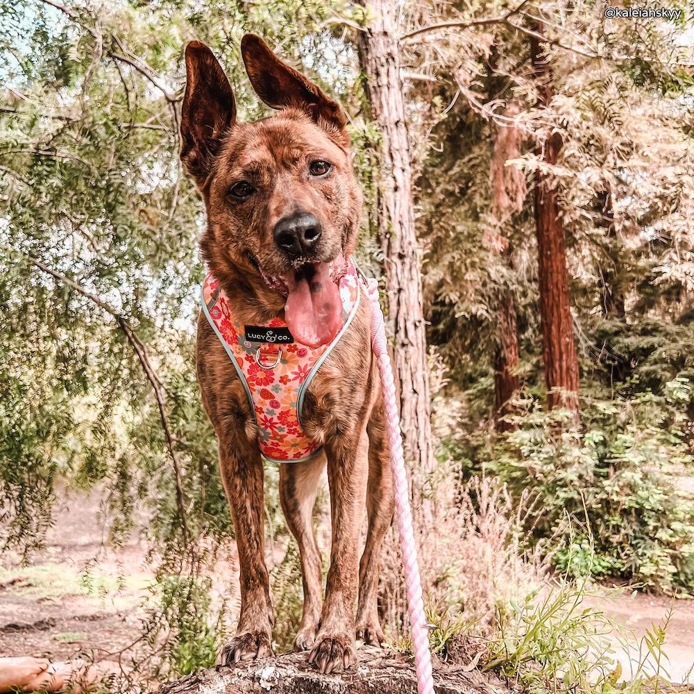 Rosewater Hands-Free Rope Leash