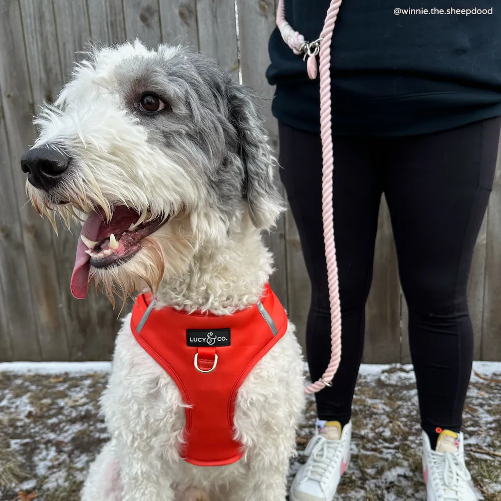 Rosewater Hands-Free Rope Leash