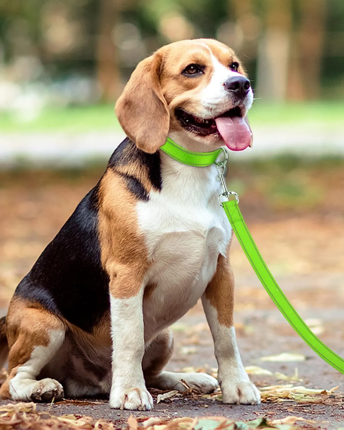 Taglory Dog Leash for Small Dogs, Double-Sided Reflective Leash with Soft Neoprene Padded Handle, 3/4 inch by 4 ft, Fit Small Medium Large Breeds Under 20 lbs, Green